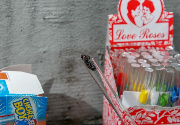 Inserting the scouring pad A glass tube with burnt scouring pad in one end; open boxes of multicolored love roses and scouring pads are in the background