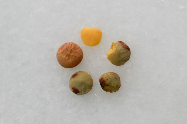 Crappy lentils Broken, mottled, and misshapen lentils