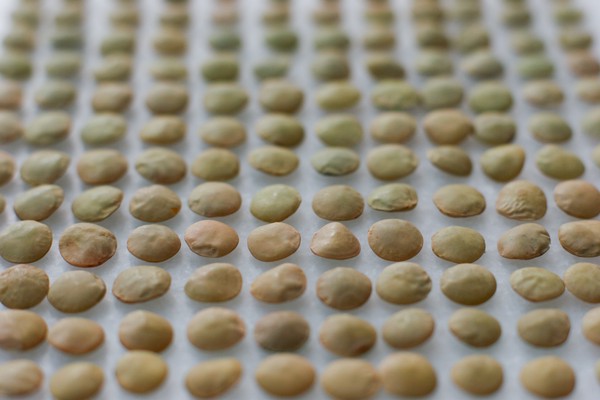 Neat rows of lentils perfectly sorted by size and color