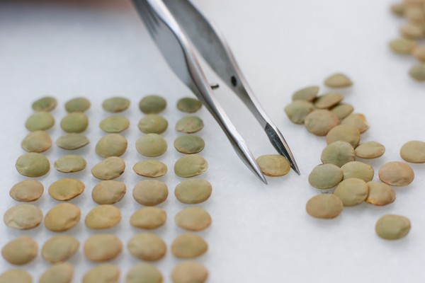 Sorting lentils by color and size Tweezers holding a lentil that's about to be added to a series of neat rows of sorted lentils