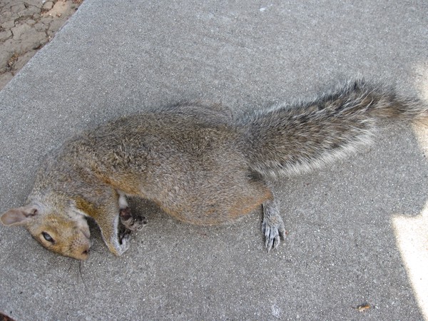 A dead squirrel on a sidewalk
